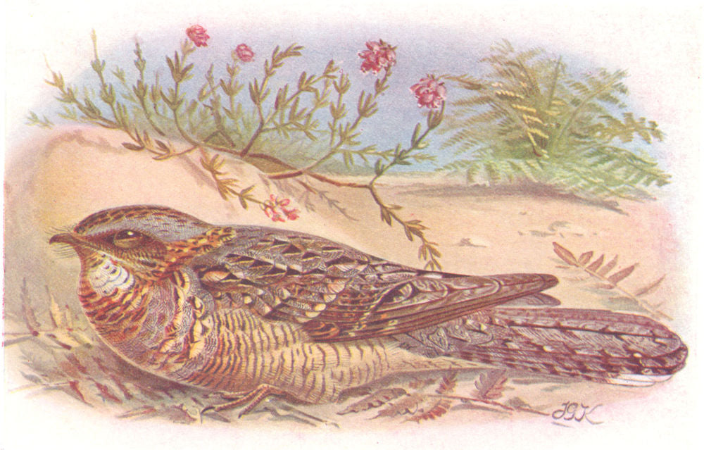 BRITISH BIRDS. Red-necked Nightjar. THORBURN 1925 old vintage print picture